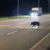 Дисциплинированный кабанчик, уважающий ПДД, попал в объектив камеры на трассе Уфа - Оренбург