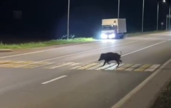 Дисциплинированный кабанчик, уважающий ПДД, попал в объектив камеры на трассе Уфа - Оренбург