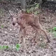 В Бузулукском бору новорожденные лосята учатся ходить