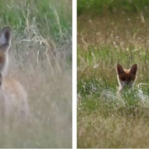 В заказнике «Светлинский» заметили мать-лисицу с добычей для лисят 