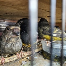 В Оренбуржье из Казахстана попытались незаконно ввезти дубоносов