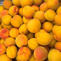 В Оренбуржье из Таджикистана и Узбекистана завезли зараженные абрикосы