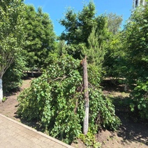 В Сорочинске в благоустроенный парк имени Калинина наведались вандалы