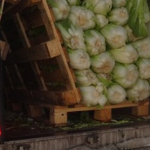 В Оренбуржье из Казахстана завезли пекинскую капусту с неприятным «сюрпризом»