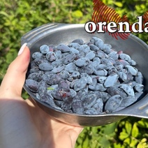 Оренбуржцы собирают урожай жимолости