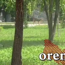 В Оренбурге четыре собаки набросились на ребенка с мамой