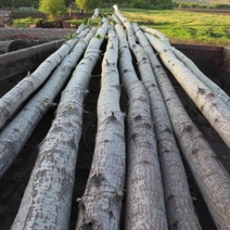 Житель Бугурусланского района нарубил деревьев на 90 тысяч рублей