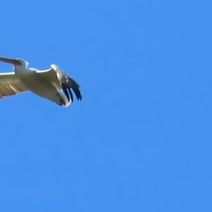 В Оренбуржье в Светлинском заказнике зафиксировали восхитительный полет пеликана