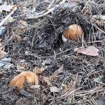 В Бузулукском бору открыт грибной сезон