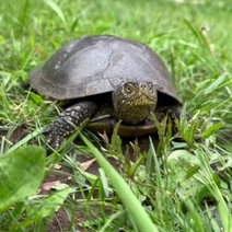 Зачем глава Бузулука носился с черепахой