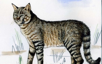 Редкий степной кот из Красной книги осваивает просторы Оренбуржья