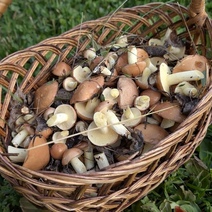 В Оренбуржье после обильных дождей грибники вышли на тихую охоту