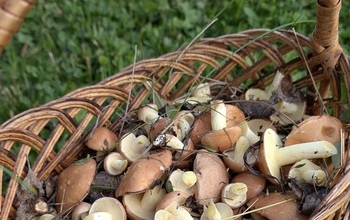 В Оренбуржье после обильных дождей грибники вышли на тихую охоту