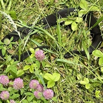 Оренбуржцы, отправляясь на прогулку в лес, смотрите под ноги – могут поджидать гадюки и ужи