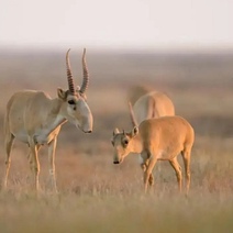 В Оренбургской области замечены мигрирующие из Казахстана сайгаки