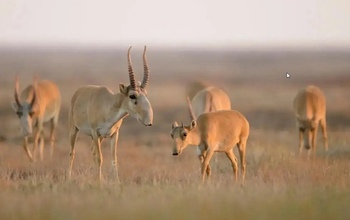 В Оренбургской области замечены мигрирующие из Казахстана сайгаки