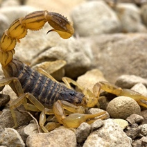 Где в Оренбуржье обитает краснокнижный скорпион