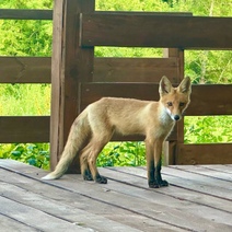 В Бузулукском бору гостей встречает лисёнок