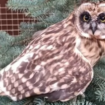 «А я думала сова»: в Оренбурге спасают крылатого ночного хищника