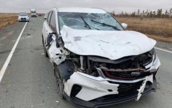 Орчанин, чей автомобиль пострадал из-за лошади, пытается отсудить ущерб