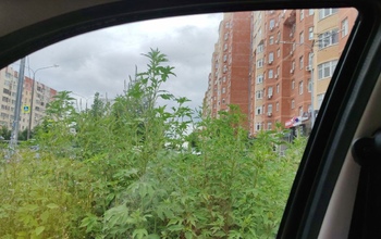 Трава с машину: местные жители жалуются на заросли вдоль оренбургских дорог