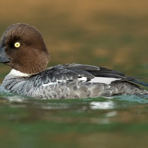 Редких птиц обнаружили в Бузулукском бору