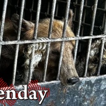 Диких животных в кафе Сорочинска держат с серьезными нарушениями