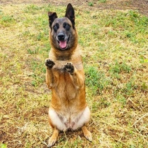 В Оренбурге служебная овчарка Айс Джос Мазерати уходит на пенсию и ей ищут самых надежных хозяев