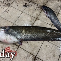 «Покажу дочери, чтобы боялась далеко заплывать»: в Оренбурге рыбак поймал 20-ти килограммового монстра