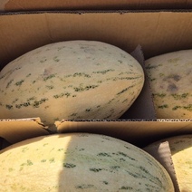 Россельхознадзор пресек ввоз в Оренбуржье дынной мухи и 19 тонн продукции из Узбекистана