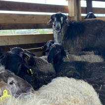 Даже овцы путешествуют, а ты нет: в Оренбуржье пресекли попытку незаконного вывоза мелкого рогатого скота