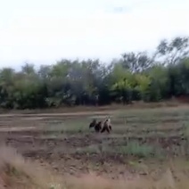 В Саракташском районе автомобилисты сняли на видео семейку медведей