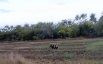 В Саракташском районе автомобилисты сняли на видео семейку медведей