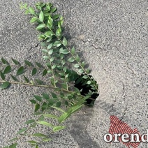 На проезжей части у комплекса «Салют, Победа!» появился провал