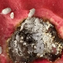 Грустно и невкусно: в Оренбург из Узбекистана доставили гранаты с «белком»