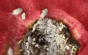 Грустно и невкусно: в Оренбург из Узбекистана доставили гранаты с «белком»