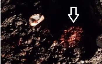 В Оренбурге для тараканов создана комфортная городская среда 