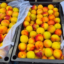 В Оренбуржье из Узбекистана завезли 70 партий нектаринов с опасным вредителем