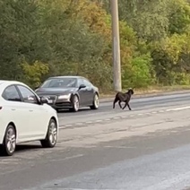 Мальчики, чья бывшая? В Оренбурге бегает чернявенькая коза