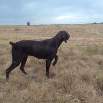В Оренбурге прошли испытания легавых по болотной и полевой дичи