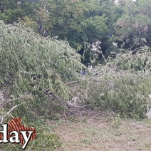 В Оренбурге автомобиль местного жителя дважды пострадал от одного дерева