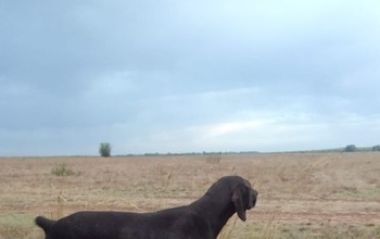 В Оренбурге прошли испытания легавых по болотной и полевой дичи