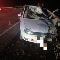 В Октябрьском районе два ВАЗа сбили корову и лося