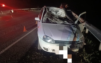 В Октябрьском районе два ВАЗа сбили корову и лося