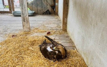 Челябинские экологи спасли краснокнижного орла в Оренбуржье