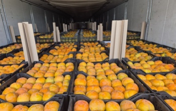 В Оренбуржье не пустили более 65 тонн заражённых фруктов из Узбекистана