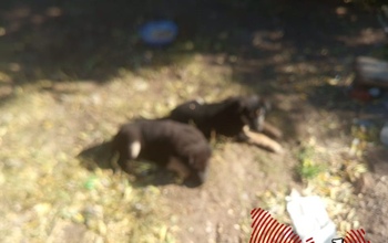 На улице Шафеева в Оренбурге агрессивная собака, защищающая своих щенков, пугает прохожих