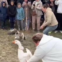 22 гуся со всего Оренбуржья принимают участие в забеге (0+)