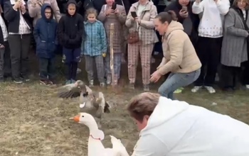 22 гуся со всего Оренбуржья принимают участие в забеге (0+)