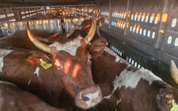 Из Оренбуржья в Казахстан не доехали 28 голов КРС 